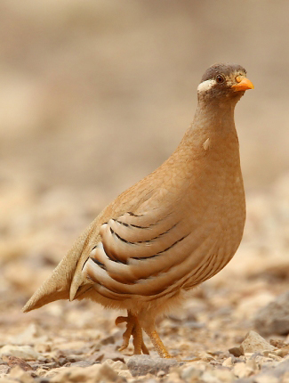 Photograph of Striated Caracara