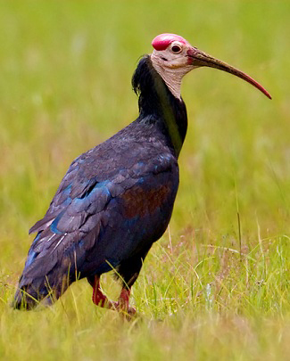 Photograph of Southern Bald Ibis