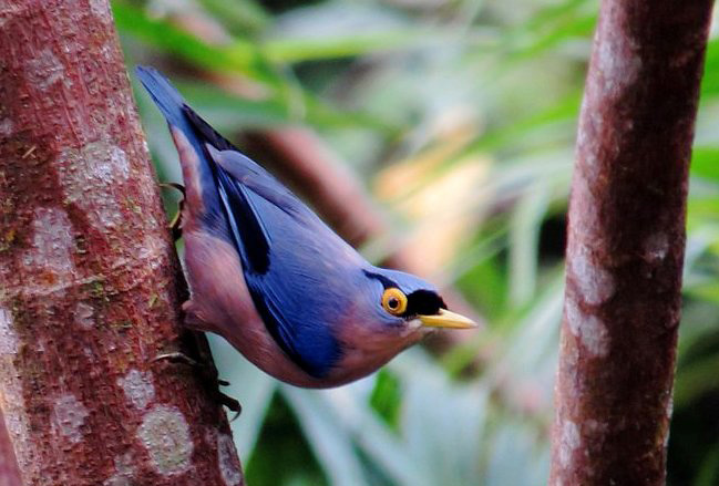 Photograph of Sulphur-billed Nuthatch