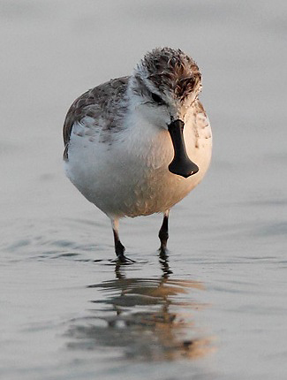 Photograph of Spoon-billed Sandpiper