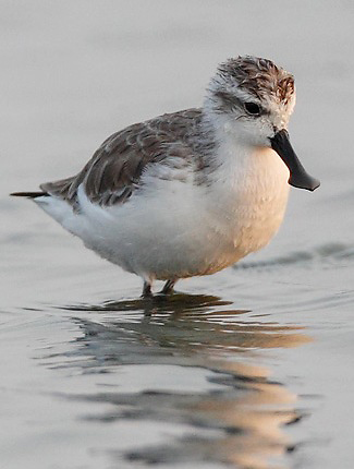 Photograph of Spoon-billed Sandpiper