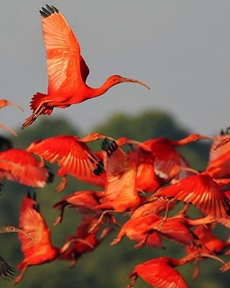 Photograph of Scarlet Ibises
