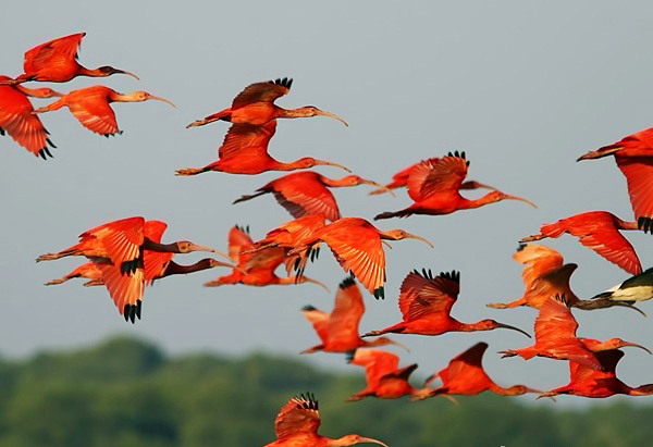 Photograph of Scarlet Ibises