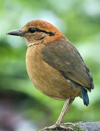 Photograph of Schneider's Pitta