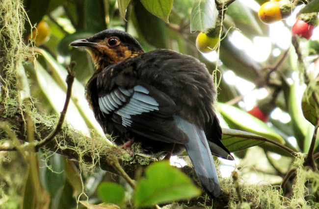 Photograph of Sumatran Cochoa