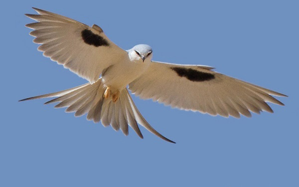 Photograph of African Swallow-tailed Kite