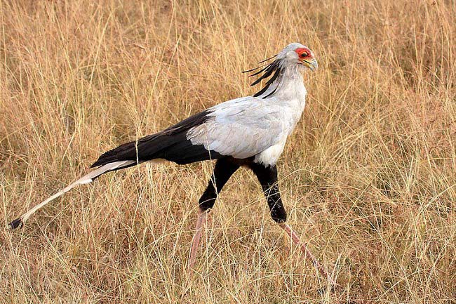 Photograph of Secretary Bird