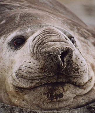 Photograph of Southern Elephant Seal