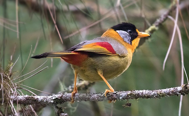 Photograph of Silver-eared Mesia