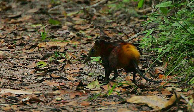 Photograph of Golden-rumped Elephant Shrew