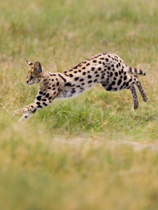 Photograph of Serval