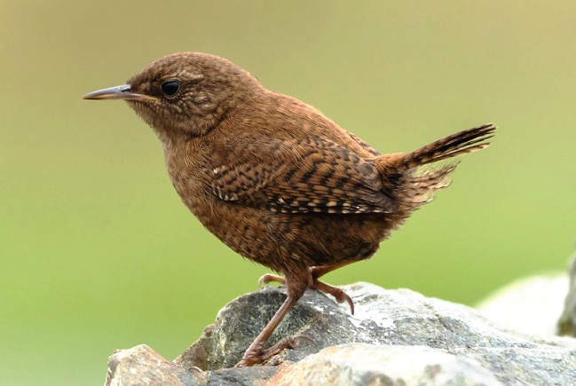 Photograph of Shetland Wren