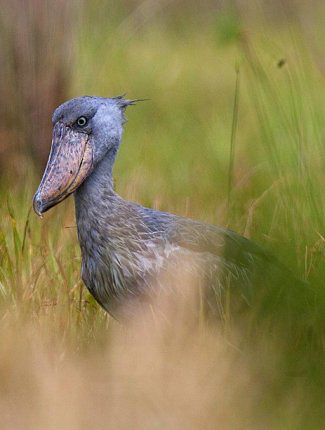 Photograph of Shoebill