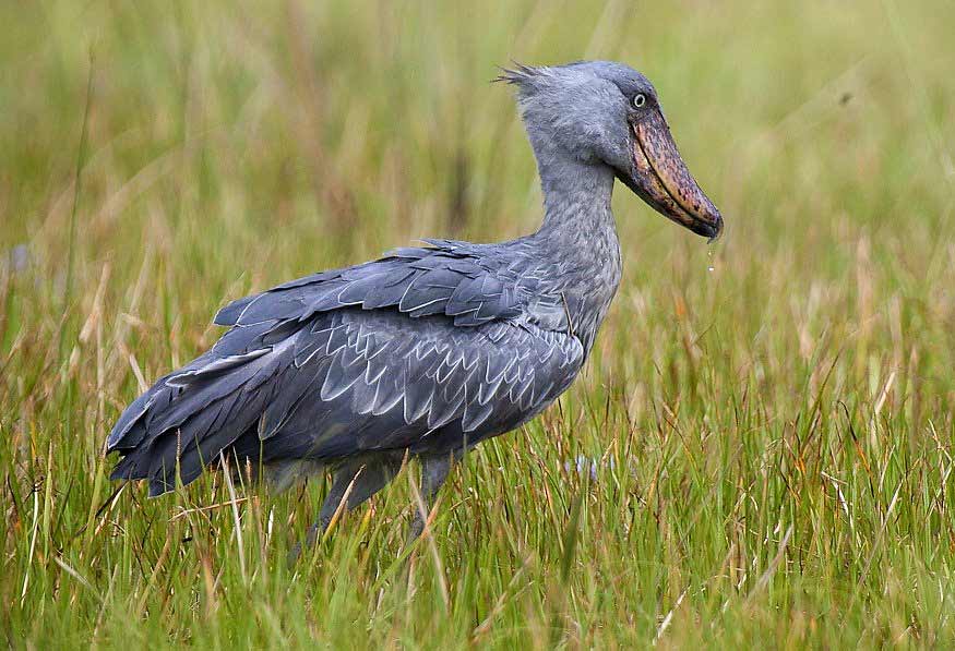 Photograph of Shoebill