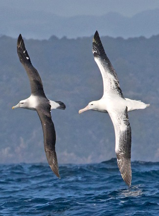 Photograph of Shy and Southern Royal Albatrosses