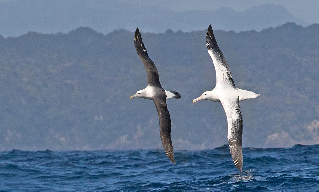 Photograph of Shy and Southern Royal Albatrosses