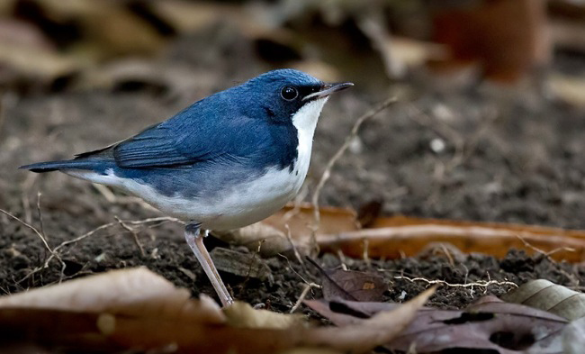 Photograph of Siberian Blue Robin