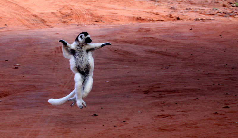 Photograph of Verreaux's Sifaka