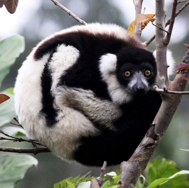 Photograph of Verreaux's Sifaka