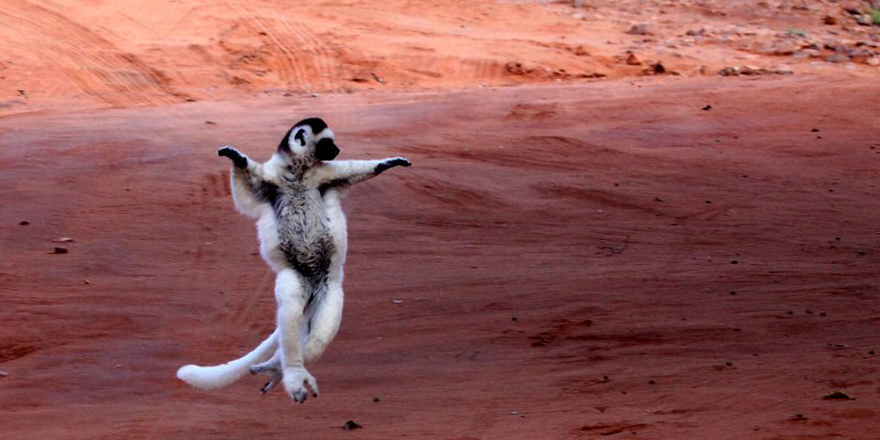 Photograph of Verreaux's Sifaka