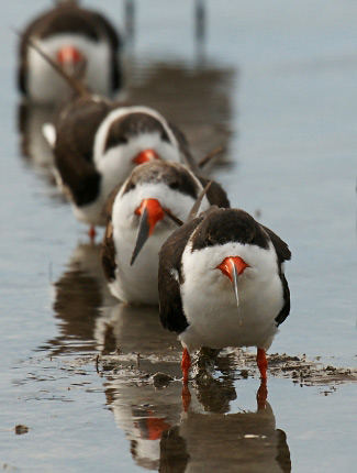 Photograph of Black Skimmers