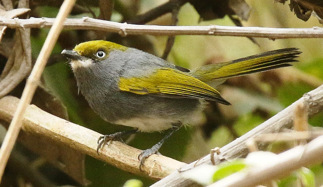 Photograph of Slaty Vireo