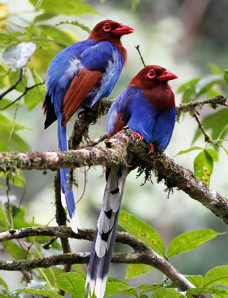 Photograph of Sri Lanka Blue Magpie