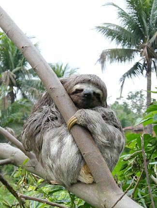 Photograph of Three-toed Sloth