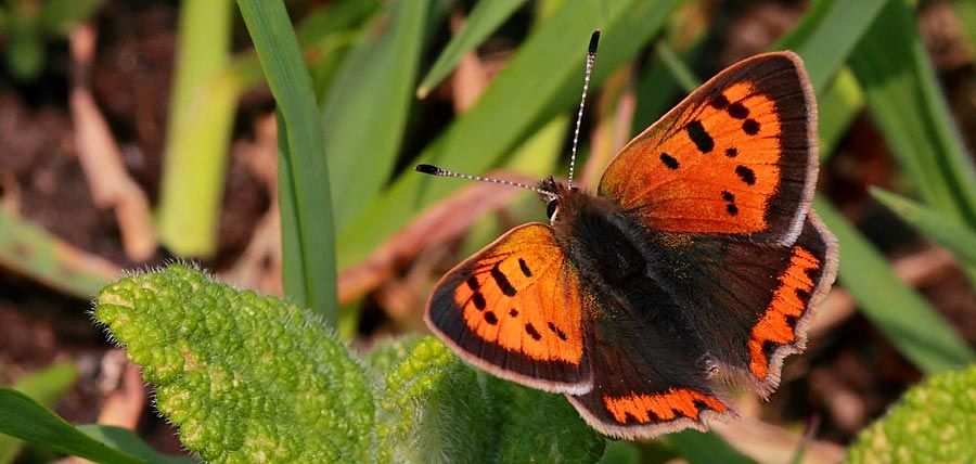 Photograph of Small Copper