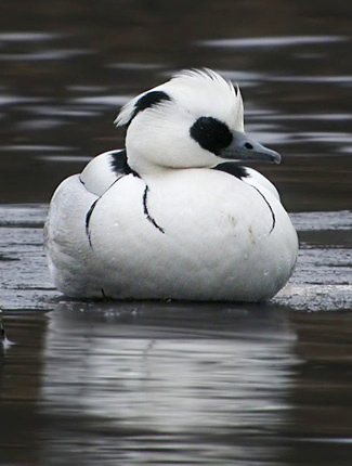 Photograph of Smew