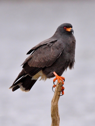 Photograph of Snail Kite