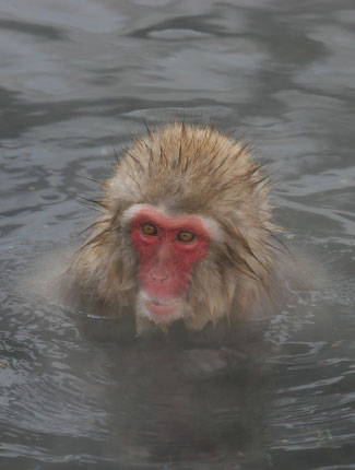 Photograph of Snow Monkey