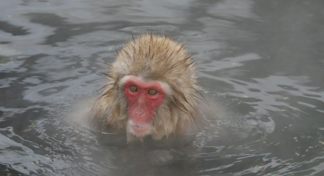 Photograph of Japanese Macaque