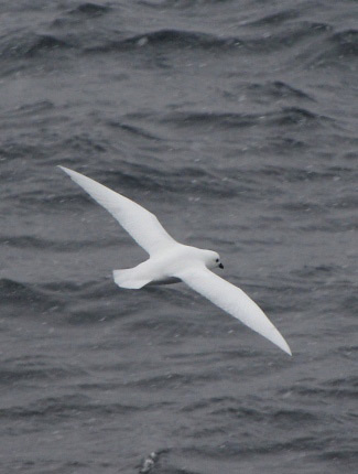 Photograph of Snow Petrel