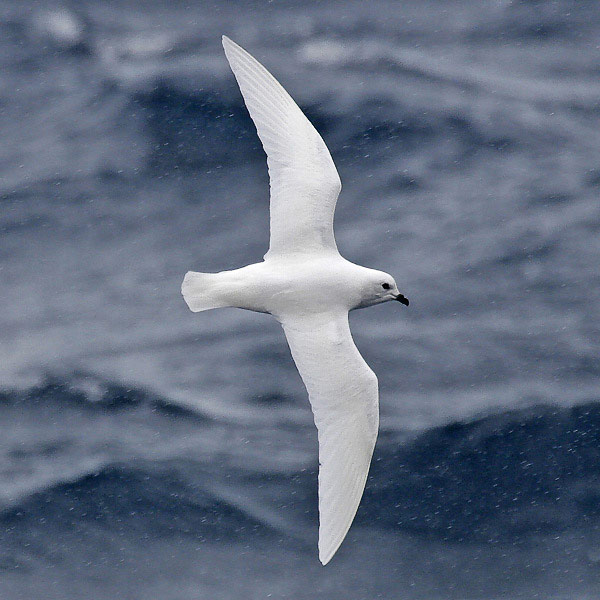 Photograph of Snow Petrel