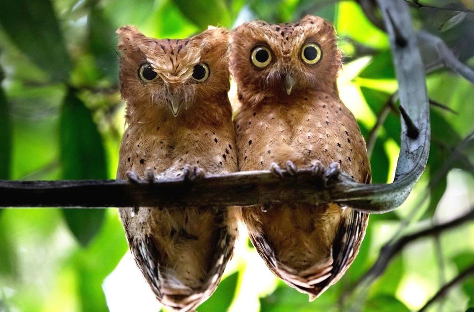 Photograph of Sokoke Scops-owl