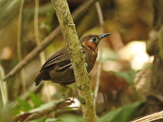 Photograph of Song Wren