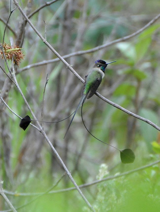 Photograph of Marvellous Spatuletail