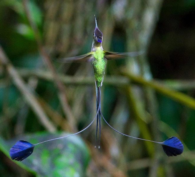 Photograph of Marvellous Spatuletail