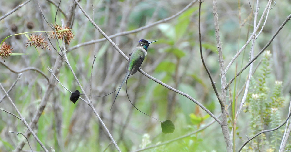 Photograph of Marvellous Spatuletail