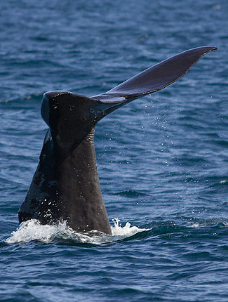 Photograph of Sperm Whale