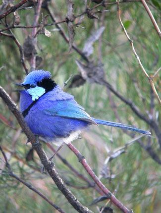 Photograph of Splendid Fairy-wren