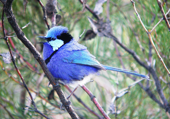 Photograph of Splendid Fairy-wren