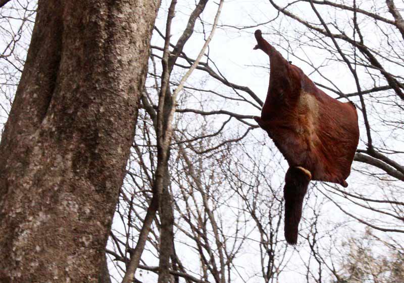 Photograph of Red-and-white Flying Squirrel