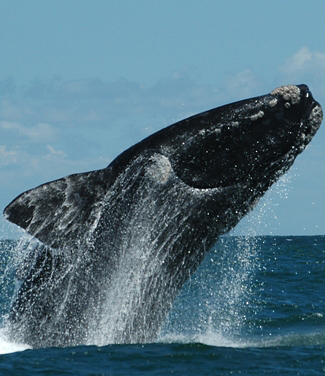 Photograph of Southern Right Whale