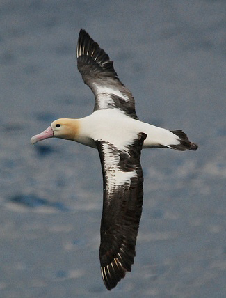 Photograph of Short-tailed Albatross