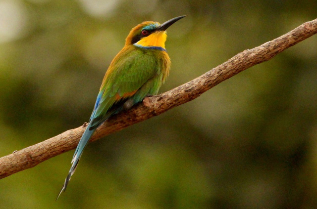 Photograph of Swallow-tailed Bee-eater