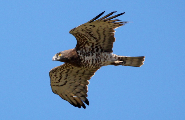 Birds of prey in Southern Spain - WILD ANDALUCIA BIRDING TOURS