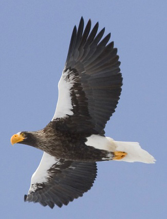 Photograph of Steller's Sea-eagle