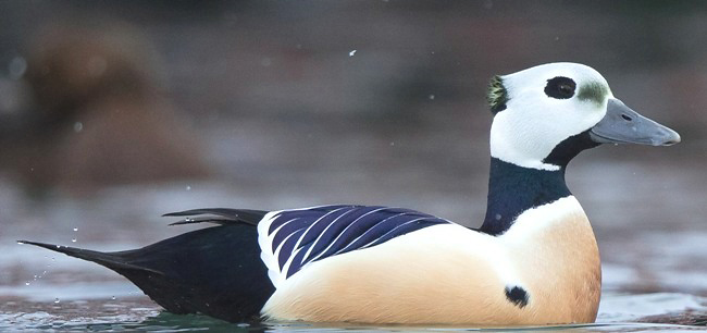 Photograph of Steller's Eider